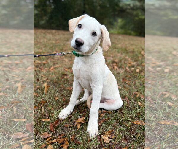 Medium Photo #3 Golden Labrador Puppy For Sale in Attalka, AL, USA