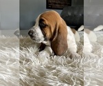 Small Photo #15 Basset Hound Puppy For Sale in HUGHSON, CA, USA