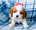 Puppy Jenn Cockalier
