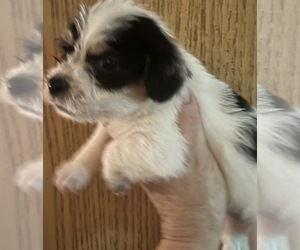 Malchi-Poodle (Miniature) Mix Dog for Adoption in VENETA, Oregon USA
