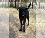 Small #1 Poodle (Standard) Mix