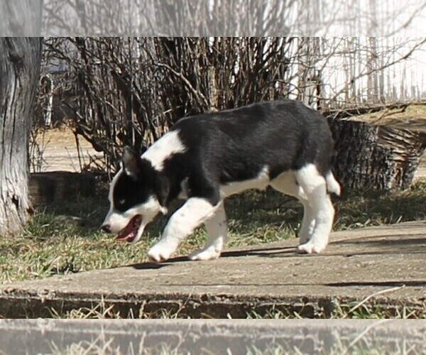Medium Photo #6 Australian Cattle Dog-Border Collie Mix Puppy For Sale in LEHIGH, IA, USA