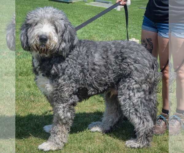 Medium Photo #2 Mutt Puppy For Sale in Huntley, IL, USA