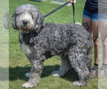 Small #1 Mutt