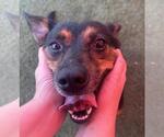 Small #4 Mutt