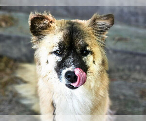 Medium Photo #3 Keeshond-pomeranian spitz Mix Puppy For Sale in Agoura Hills, CA, USA