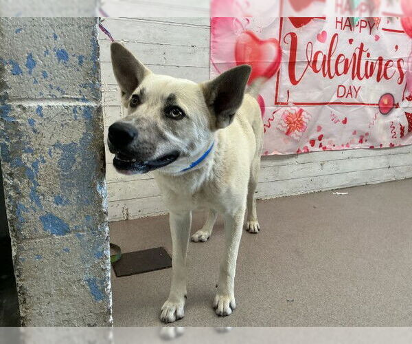 Medium Photo #1 German Shepherd Dog-Unknown Mix Puppy For Sale in San Bernardino, CA, USA