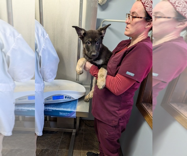 Medium Photo #2 German Shepherd Dog Puppy For Sale in ESSEX, IL, USA