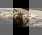 Small Photo #1 Morkie Puppy For Sale in INDIANAPOLIS, IN, USA