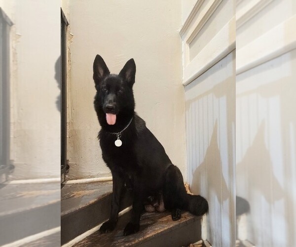 Medium Photo #1 German Shepherd Dog Puppy For Sale in PITTSBURGH, PA, USA