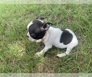 Boston Terrier Puppy for sale in PINK HILL, NC, USA