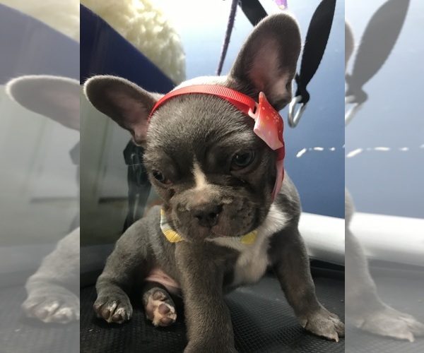 Medium Photo #6 French Bulldog Puppy For Sale in PENNINGTON GAP, VA, USA