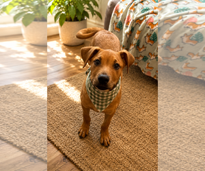 Labrador Retriever-Rhodesian Ridgeback Mix Dogs for adoption in Phoenix, AZ, USA