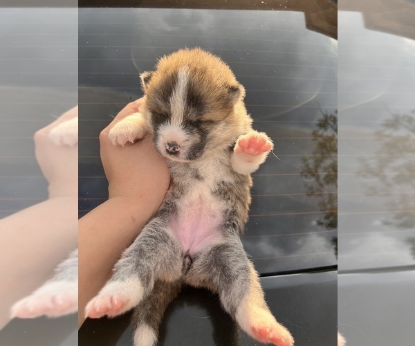Full screen Photo #1 Akita Puppy For Sale in ARLINGTON, TX, USA