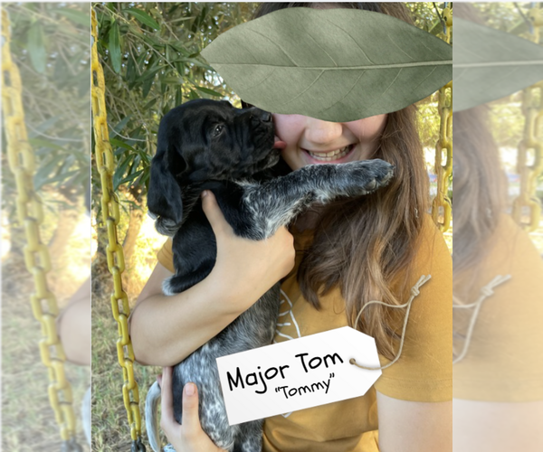Medium Photo #4 Pointer Puppy For Sale in SACRAMENTO, CA, USA
