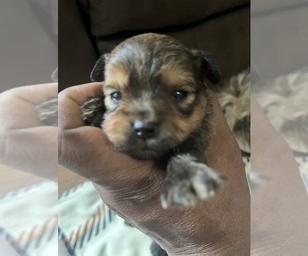 Medium Photo #5 YorkiePoo Puppy For Sale in FAYETTEVILLE, NC, USA