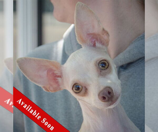 Medium Photo #1 Chihuahua Puppy For Sale in Huntley, IL, USA