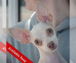 Chihuahua Dogs for adoption in Huntley, IL, USA
