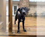 Small #3 Labrador Retriever Mix