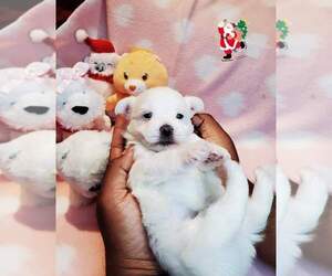 Havachon-Malchi Mix Puppy for sale in DREXEL HILL, PA, USA