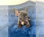Small Photo #5 French Bulldog Puppy For Sale in WEST HOLLYWOOD, CA, USA