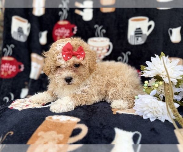 Medium Photo #6 Bichpoo Puppy For Sale in LAKELAND, FL, USA