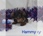 Hammy - Male Yorkshire Terrier Puppy for Sale - Photo #4