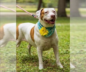 Redbone Coonhound-Unknown Mix Dogs for adoption in Vero Beach, FL, USA