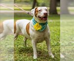 Small Photo #1 Redbone Coonhound-Unknown Mix Puppy For Sale in Vero Beach, FL, USA