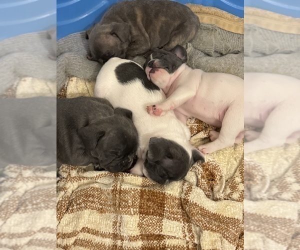 Medium Photo #8 French Bulldog Puppy For Sale in ROCKVILLE, MD, USA