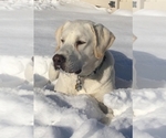 Small #12 Labrador Retriever