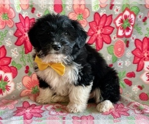 Pembroke Welsh Corgi-Poodle (Standard) Mix Puppy for sale in LANCASTER, PA, USA