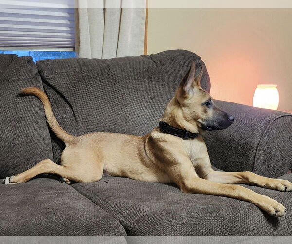 Medium Photo #3 Australian Kelpie-German Shepherd Dog Mix Puppy For Sale in Omaha, NE, USA