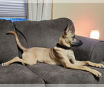 Small #2 Australian Kelpie-German Shepherd Dog Mix