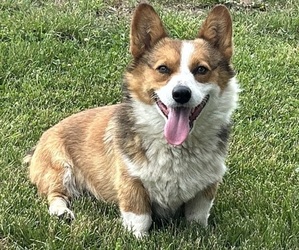 Father of the Pembroke Welsh Corgi puppies born on 05/01/2025
