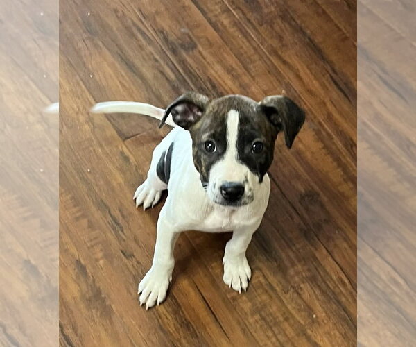 Medium Photo #2 Staffordshire Bull Terrier-Unknown Mix Puppy For Sale in Aurora, CO, USA