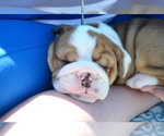 Small Photo #2 Bulldog Puppy For Sale in HAMPTON, TN, USA