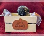 Small Photo #2 ShihPoo Puppy For Sale in CUMBERLAND, MD, USA