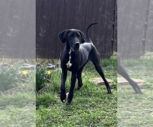 Great Dane Puppy for sale in SPRAGGS, PA, USA