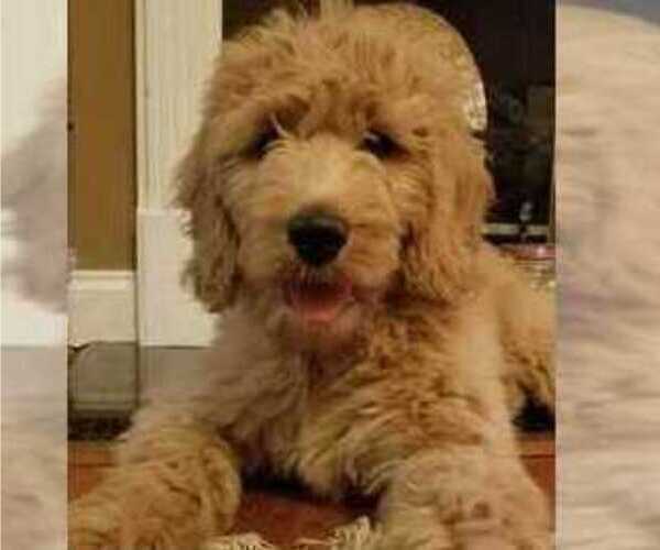 Medium Photo #4 Goldendoodle Puppy For Sale in CHARLESTON, SC, USA
