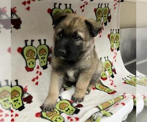 German Shepherd Dog-Unknown Mix Dogs for adoption in HESPERIA, CA, USA