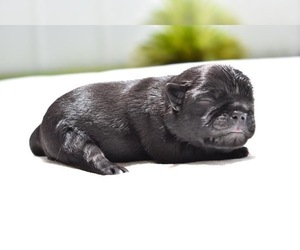 Pug Puppy for sale in PALM COAST, FL, USA
