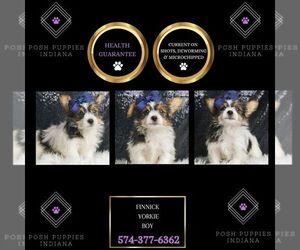 Yorkshire Terrier Puppy for sale in WARSAW, IN, USA