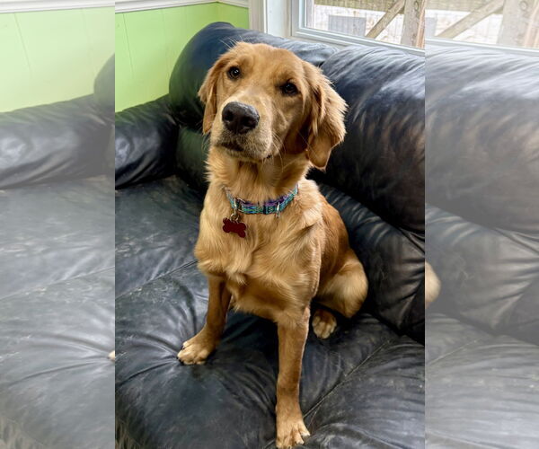 Medium Photo #1 Golden Retriever Puppy For Sale in Spring Lake, NJ, USA