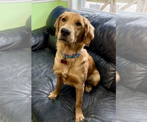 Golden Retriever Dogs for adoption in Spring Lake, NJ, USA