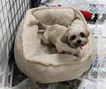 Small Shih Tzu