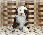 Small #3 Bernedoodle (Miniature)
