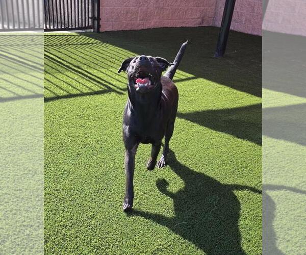 Medium Photo #8 Labrador Retriever-Unknown Mix Puppy For Sale in Rockwall, TX, USA