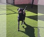 Small #7 Labrador Retriever Mix