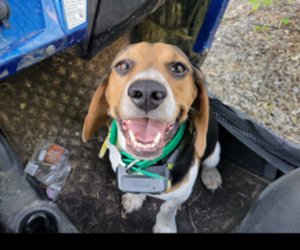 Father of the Beagle puppies born on 03/20/2025